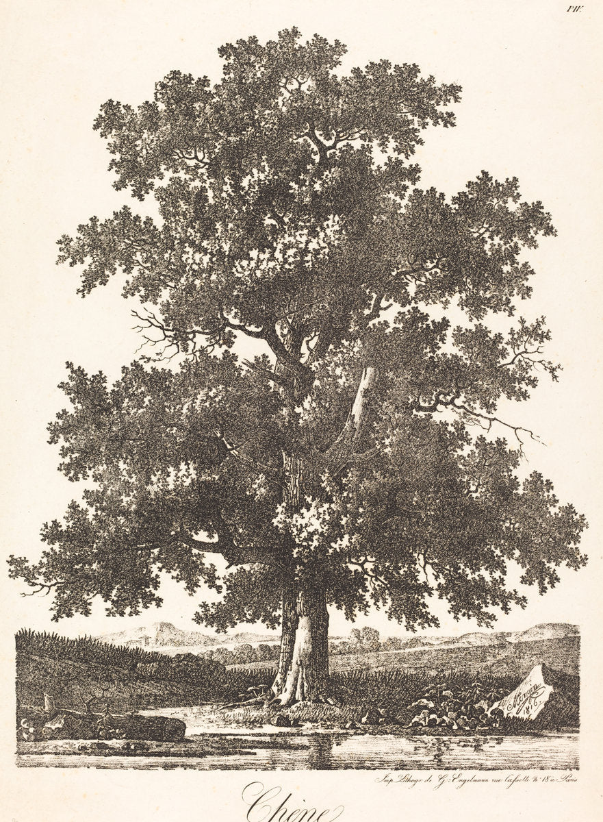 Chene (Oak Tree) by Antoine-Pierre Mongin (French, 1761/1762 - 1827), 16X12"(A3)Poster Print