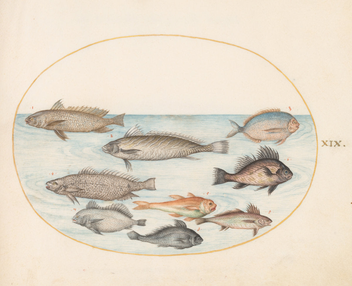 Animalia Aqvatilia et Cochiliata (Aqva): Plate XIX by Joris Hoefnagel (Flemish, 1542 - 1600), 16X12"(A3)Poster Print