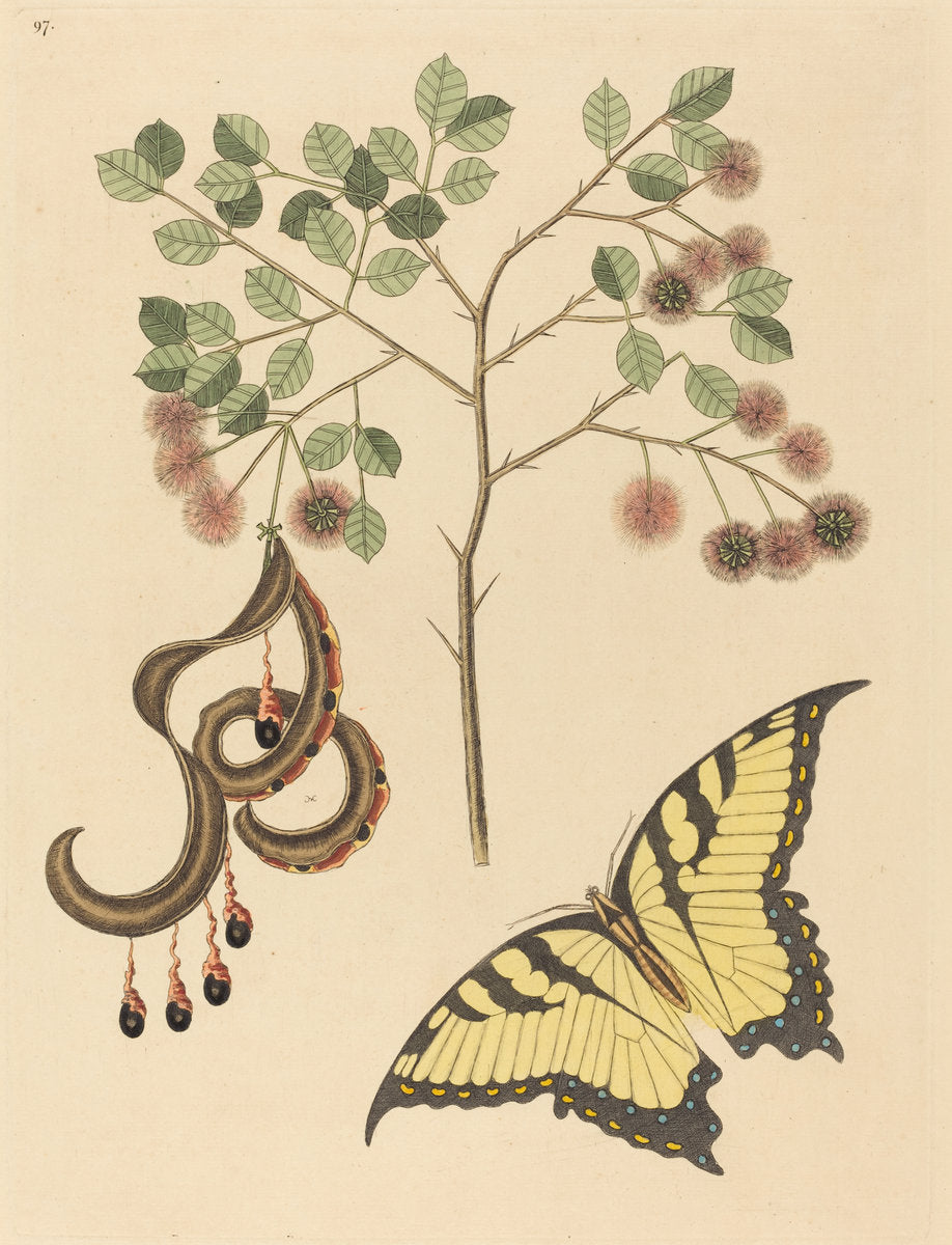 Cat's Claw (Mimosa circinalis) by Mark Catesby (English, 1679 - 1749), 16X12"(A3)Poster Print