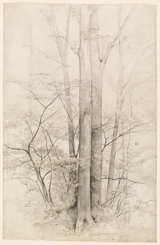 A Stand of Trees by Heinrich Dreber (German, 1822 - 1875), 16X12"(A3)Poster Print