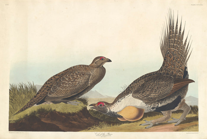 Cock of the Plains by Robert Havell after John James Audubon (American, 1793 - 1878), 16X12