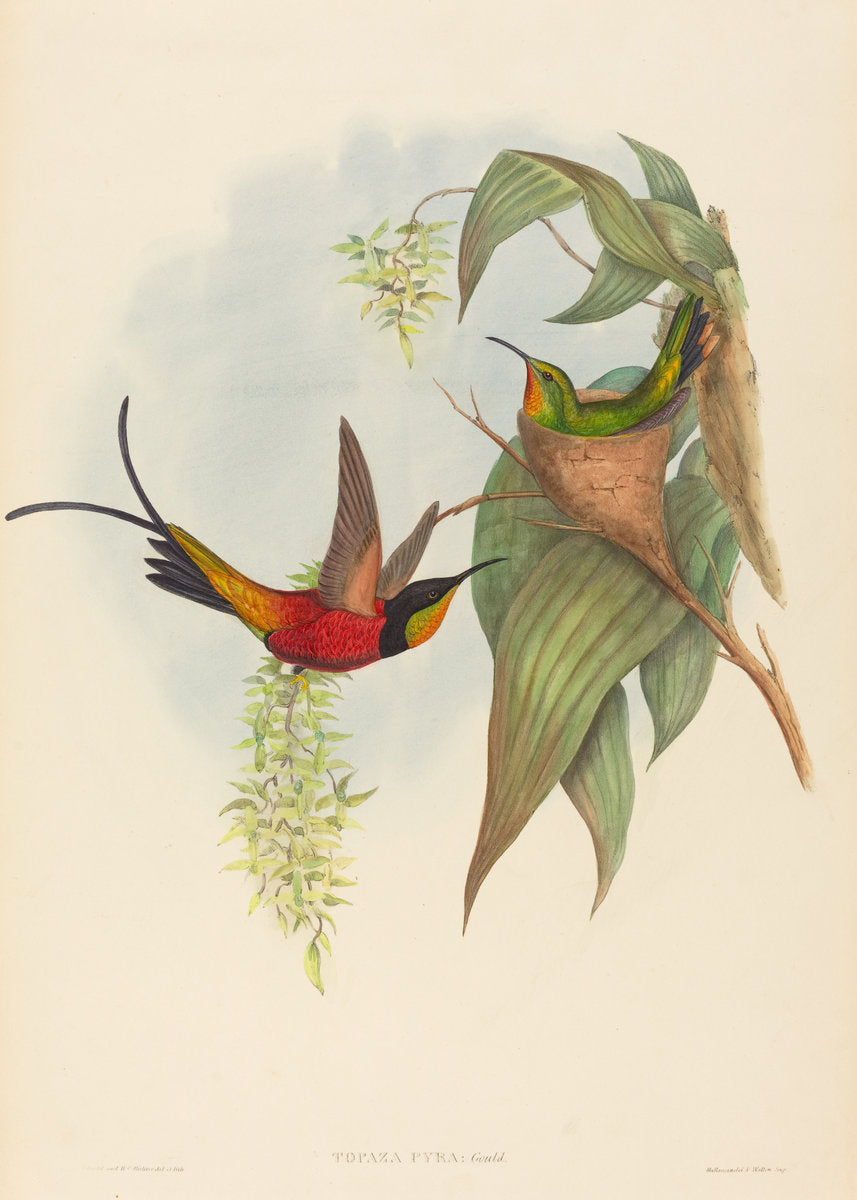 Topaza pyra (Fairy Topaz) by John Gould and H.C. Richter (British (?), active 1841 - active c. 1881), 16X12"(A3)Poster Print