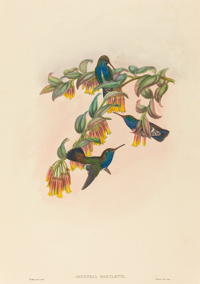 Agyrtria bartletti (Bartlett's Emerald) by W. Hart (British, active 1851 - 1898), 16X12"(A3)Poster Print