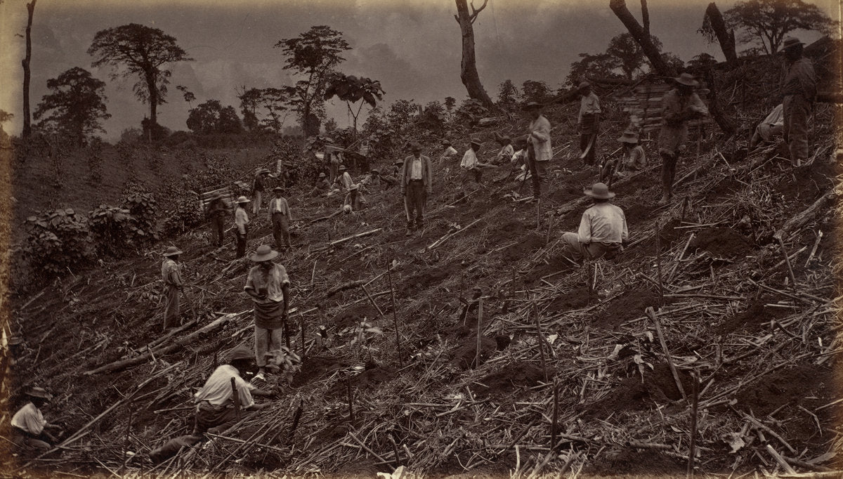 Setting out a Coffee Plantation at Antigua de Guatemala by Eadweard Muybridge (American, born England, 1830 - 1904), 16X12"(A3)Poster Print