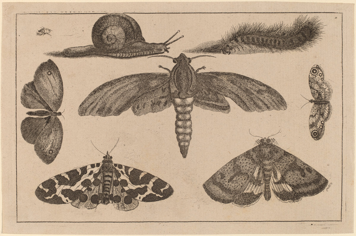 Six Insects, a Caterpillar, and a Snail by Wenceslaus Hollar (Bohemian, 1607 - 1677), 16X12"(A3)Poster Print