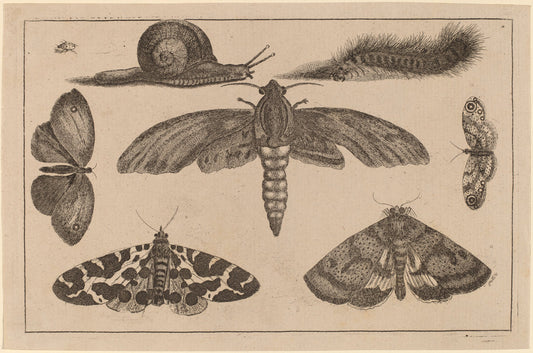 Six Insects, a Caterpillar, and a Snail by Wenceslaus Hollar (Bohemian, 1607 - 1677), 16X12"(A3)Poster Print
