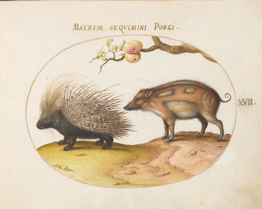 Animalia Qvadrvpedia et Reptilia (Terra): Plate XVII by Joris Hoefnagel (Flemish, 1542 - 1600), 16X12"(A3)Poster Print