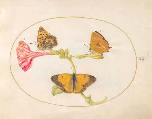 Animalia Rationalia et Insecta (Ignis):  Plate X by Joris Hoefnagel (Flemish, 1542 - 1600), 16X12"(A3)Poster Print