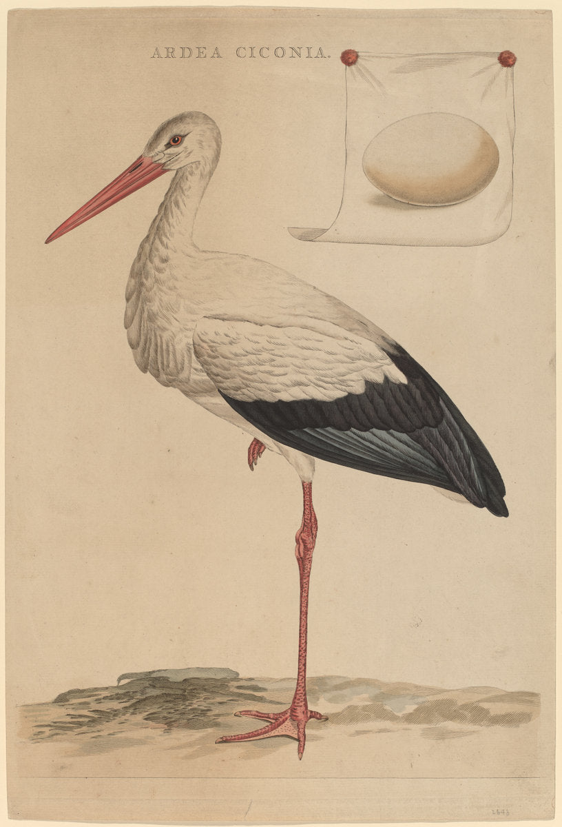 The White Stork by Jan Christiaan Sepp (Dutch, 1739 - 1811), 16X12"(A3)Poster Print
