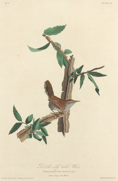 Bewick's Long-tailed Wren by Robert Havell after John James Audubon (American, 1793 - 1878), 16X12"(A3)Poster Print