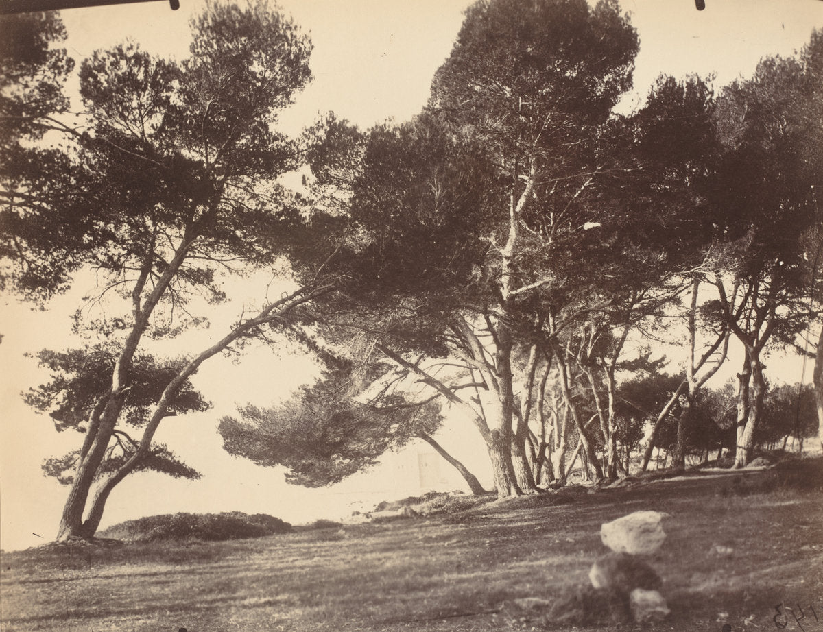 Cannes, Ile Saint Honorat by Eugène Atget (French, 1857 - 1927), 16X12"(A3)Poster Print