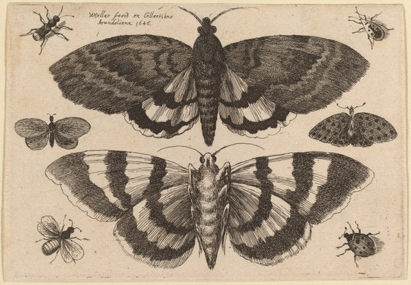 Two Moths and Six Insects by Wenceslaus Hollar (Bohemian, 1607 - 1677), 16X12"(A3)Poster Print