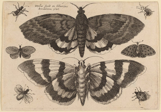Two Moths and Six Insects by Wenceslaus Hollar (Bohemian, 1607 - 1677), 16X12"(A3)Poster Print
