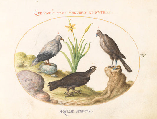 Animalia Volatilia et Amphibia (Aier): Plate IV by Joris Hoefnagel (Flemish, 1542 - 1600), 16X12"(A3)Poster Print
