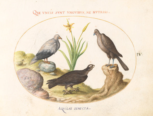 Animalia Volatilia et Amphibia (Aier): Plate IV by Joris Hoefnagel (Flemish, 1542 - 1600), 16X12