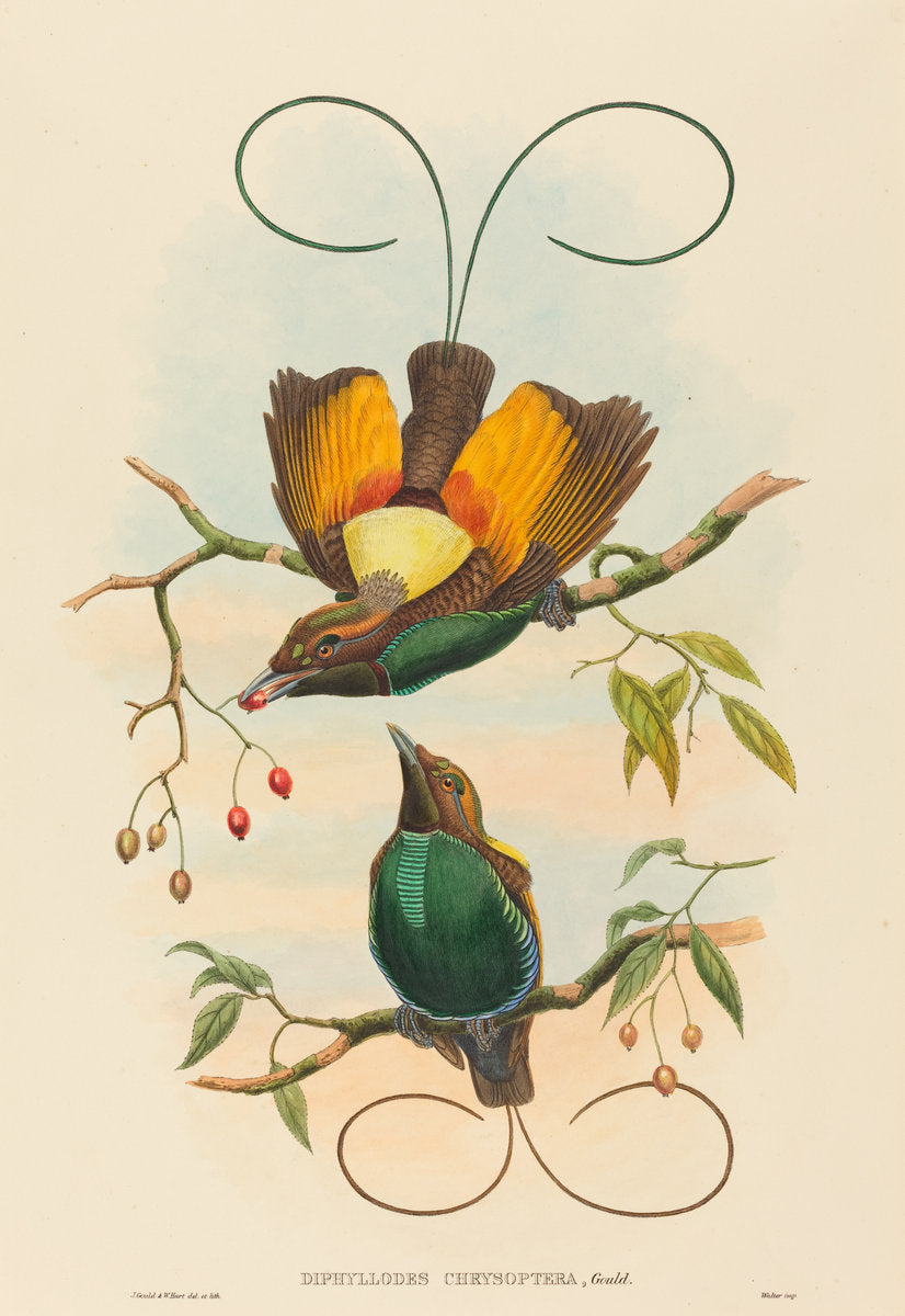 Diphyllodes chrysoptera (Magnificent Bird of Paradise) by John Gould and W. Hart (British, 1804 - 1881), 16X12"(A3)Poster Print