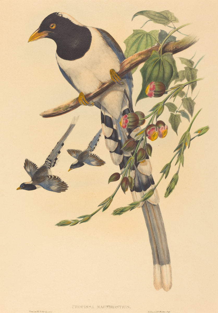 Urocissa magnirostris by John Gould and H.C. Richter (British (?), active 1841 - active c. 1881), 16X12"(A3)Poster Print