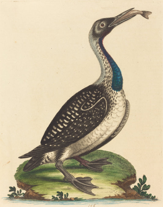 Black and White Water-Fowl with Blue Throat by George Edwards (English, 1694 - 1773), 16X12"(A3)Poster Print