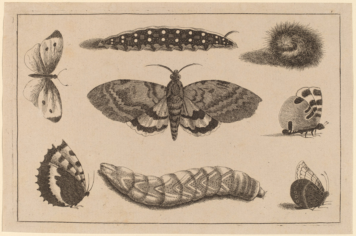 Three Caterpillars, a Moth, and Four Butterflies by Wenceslaus Hollar (Bohemian, 1607 - 1677), 16X12"(A3)Poster Print