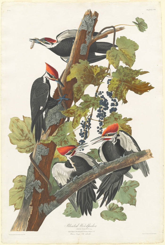 Pileated Woodpecker by Robert Havell after John James Audubon (American, born England, 1793 - 1878), 16X12