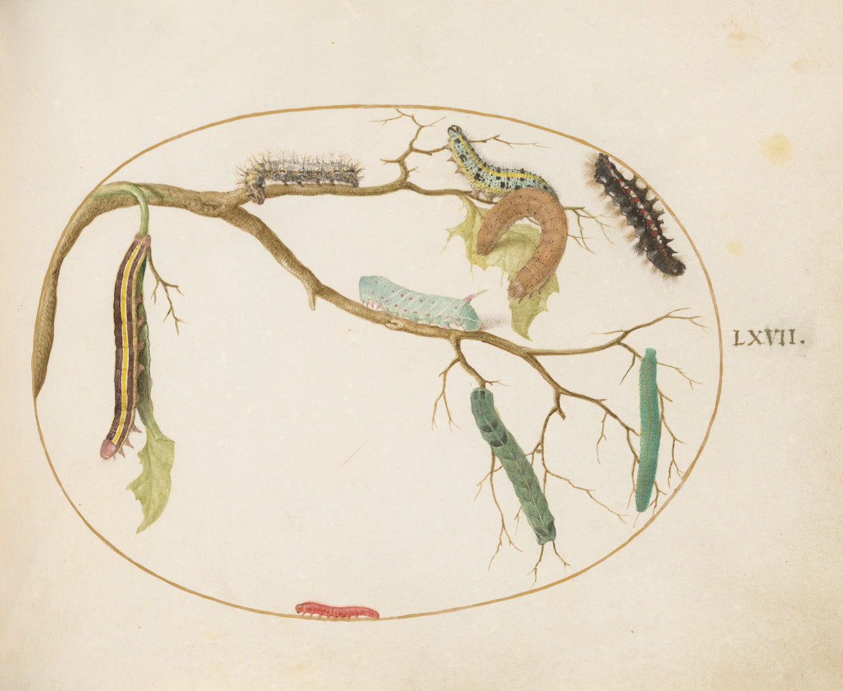 Animalia Qvadrvpedia et Reptilia (Terra): Plate LXVII by Joris Hoefnagel (Flemish, 1542 - 1600), 16X12"(A3)Poster Print