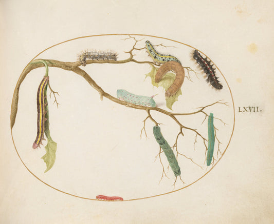 Animalia Qvadrvpedia et Reptilia (Terra): Plate LXVII by Joris Hoefnagel (Flemish, 1542 - 1600), 16X12"(A3)Poster Print