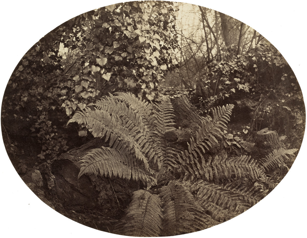 Winter Fronds of the Prickly Fern by Geoffrey Bevington (British, 1838 - 1872), 16X12"(A3)Poster Print