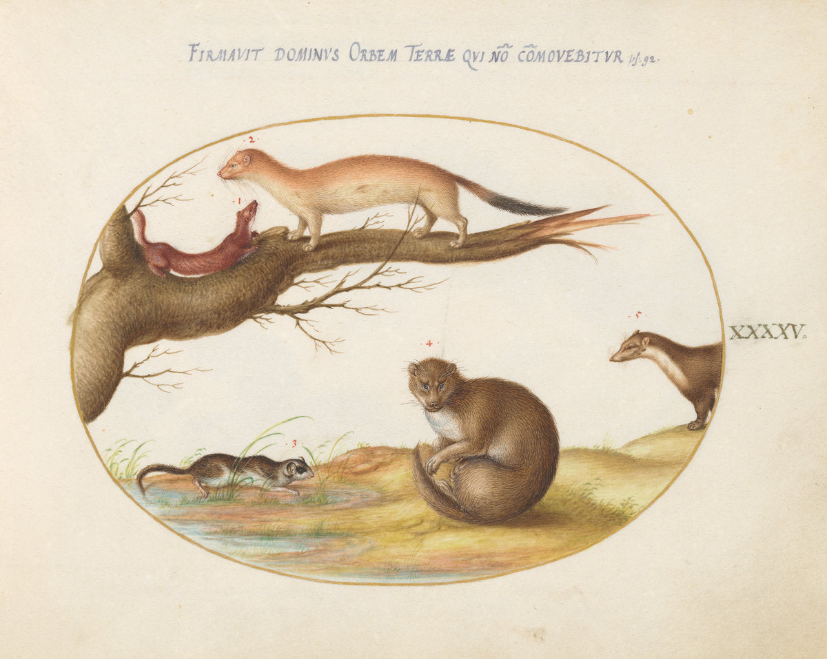 Animalia Qvadrvpedia et Reptilia (Terra): Plate XLV by Joris Hoefnagel (Flemish, 1542 - 1600), 16X12"(A3)Poster Print