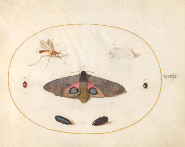 Animalia Rationalia et Insecta (Ignis):  Plate XXVII by Joris Hoefnagel (Flemish, 1542 - 1600), 16X12"(A3)Poster Print