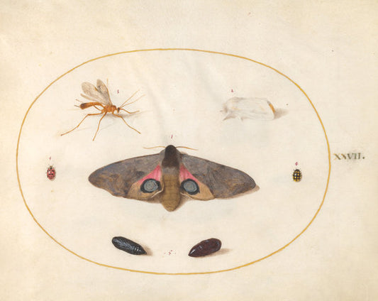 Animalia Rationalia et Insecta (Ignis):  Plate XXVII by Joris Hoefnagel (Flemish, 1542 - 1600), 16X12"(A3)Poster Print