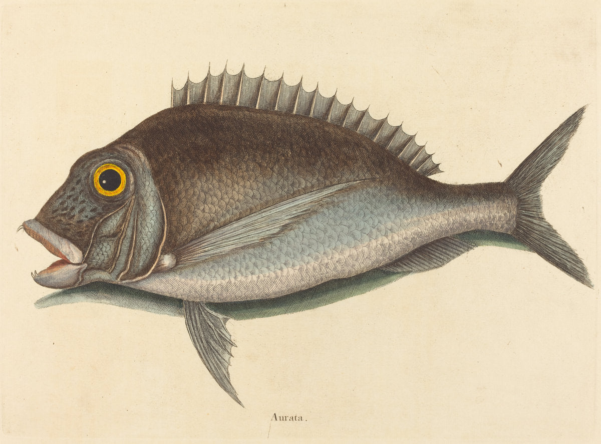 The Porgy (Sparus chrysops) by Mark Catesby (English, 1679 - 1749), 16X12"(A3)Poster Print