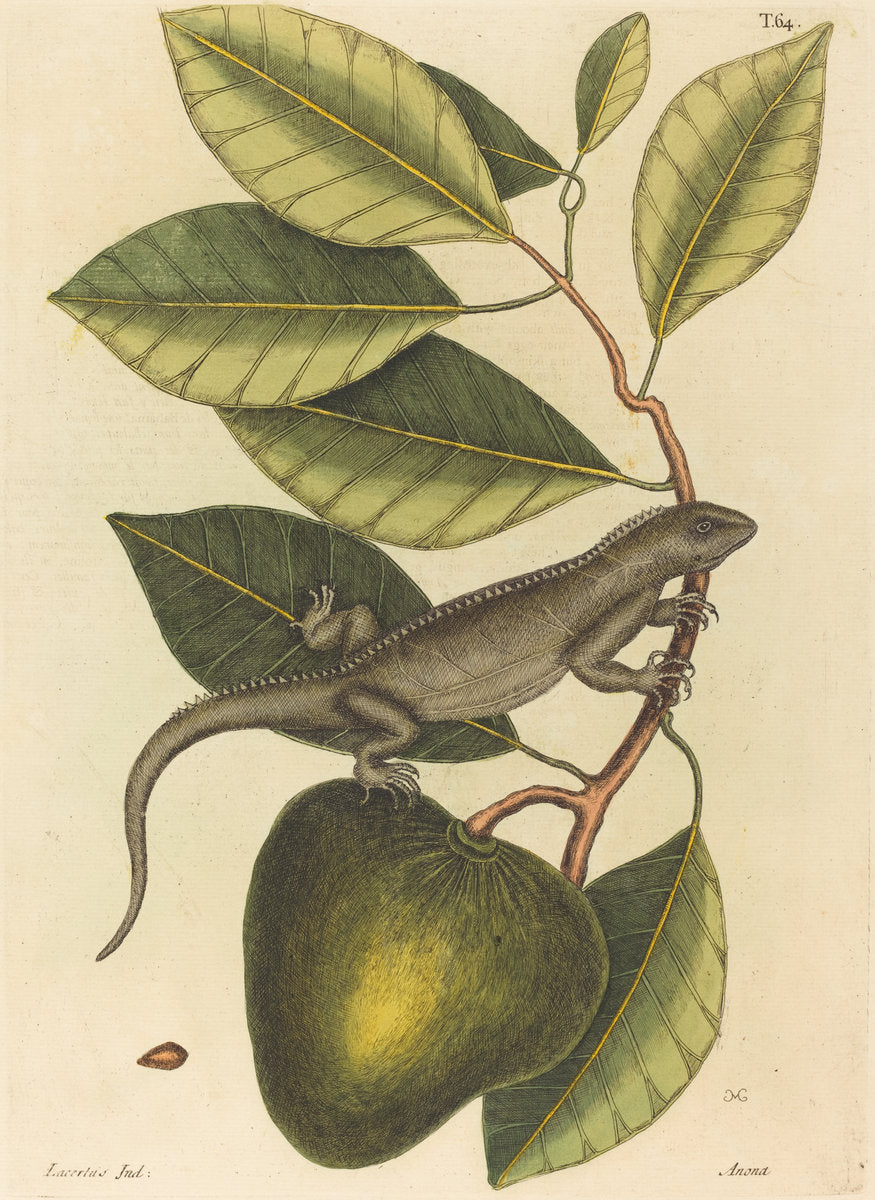 The Guana (Lacerta Iguana) by Mark Catesby (English, 1679 - 1749), 16X12"(A3)Poster Print