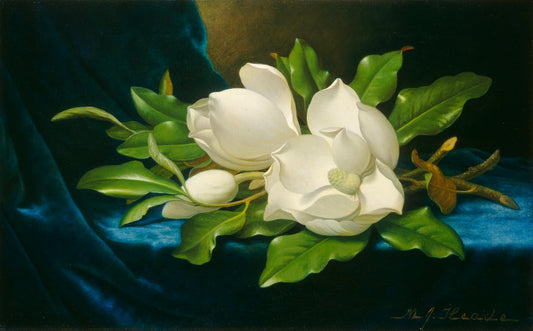 Giant Magnolias on a Blue Velvet Cloth by Martin Johnson Heade (American, 1819 - 1904), 16X12"(A3)Poster Print
