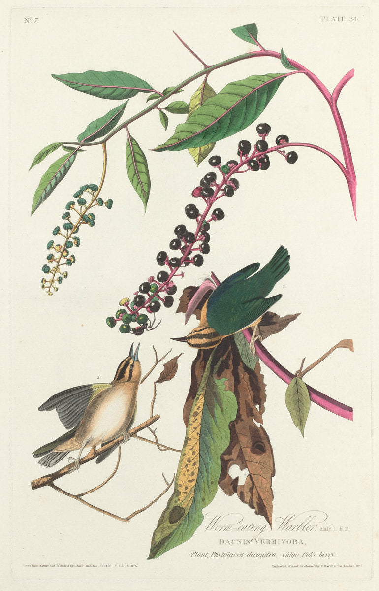 Worm-eating Warbler by Robert Havell after John James Audubon (American, 1793 - 1878), 16X12"(A3)Poster Print