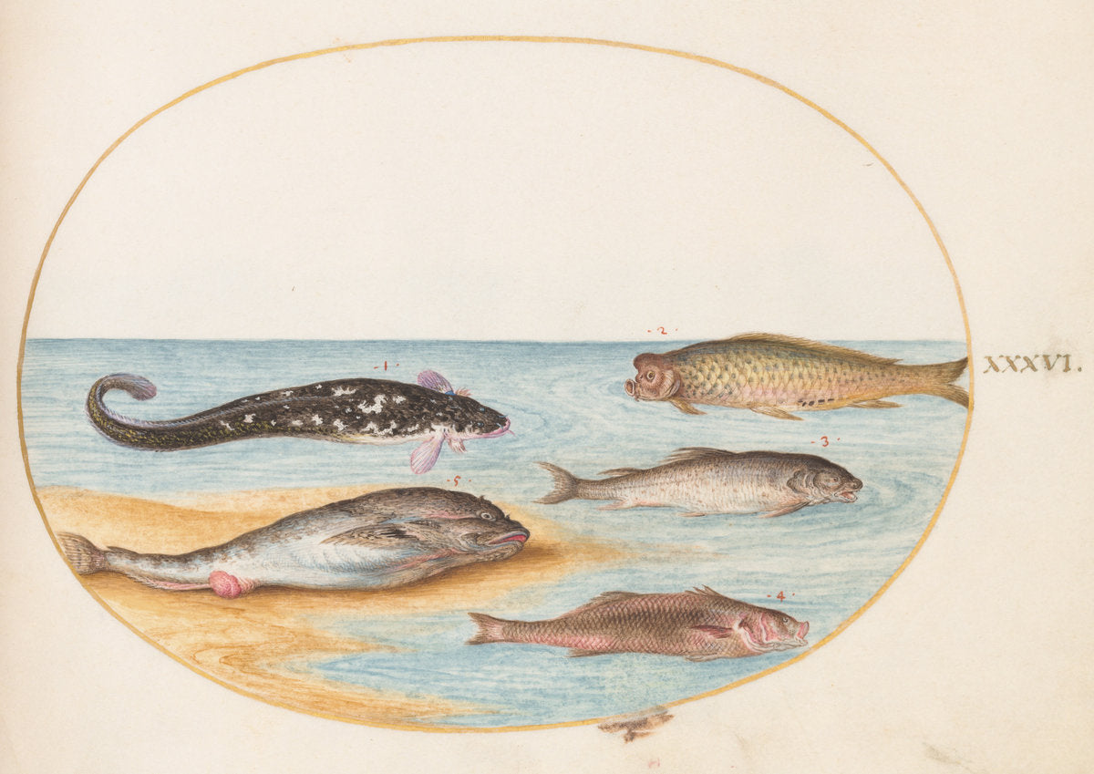 Animalia Aqvatilia et Cochiliata (Aqva): Plate XXXVI by Joris Hoefnagel (Flemish, 1542 - 1600), 16X12"(A3)Poster Print