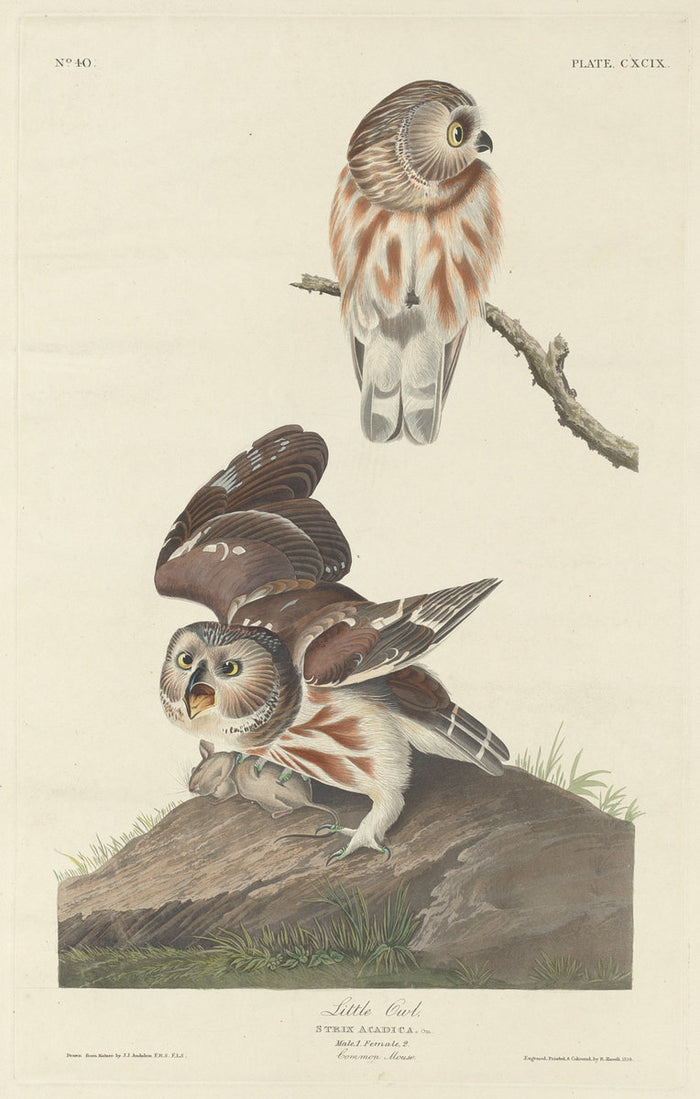 Little Owl by Robert Havell after John James Audubon (American, 1793 - 1878), 16X12