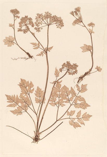 Chaerophyllum hirsistum by Constetin von Ettinghausen and Alois Pokorny (Austrian, active 1856), 16X12"(A3)Poster Print
