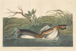 American Pied-Bill Dobchick by Robert Havell after John James Audubon (American, 1793 - 1878), 16X12"(A3)Poster Print