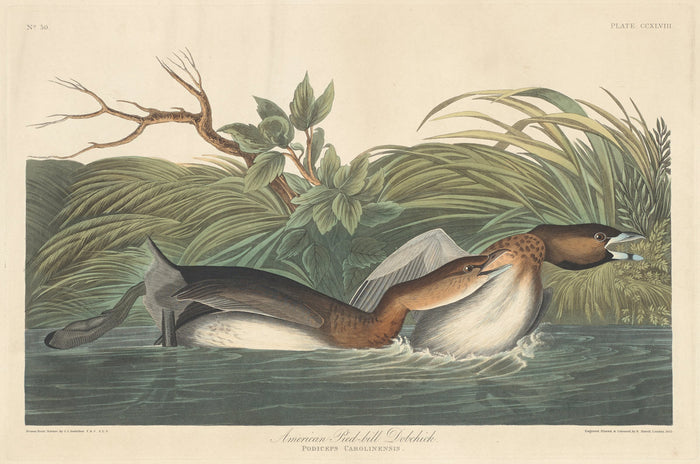 American Pied-Bill Dobchick by Robert Havell after John James Audubon (American, 1793 - 1878), 16X12