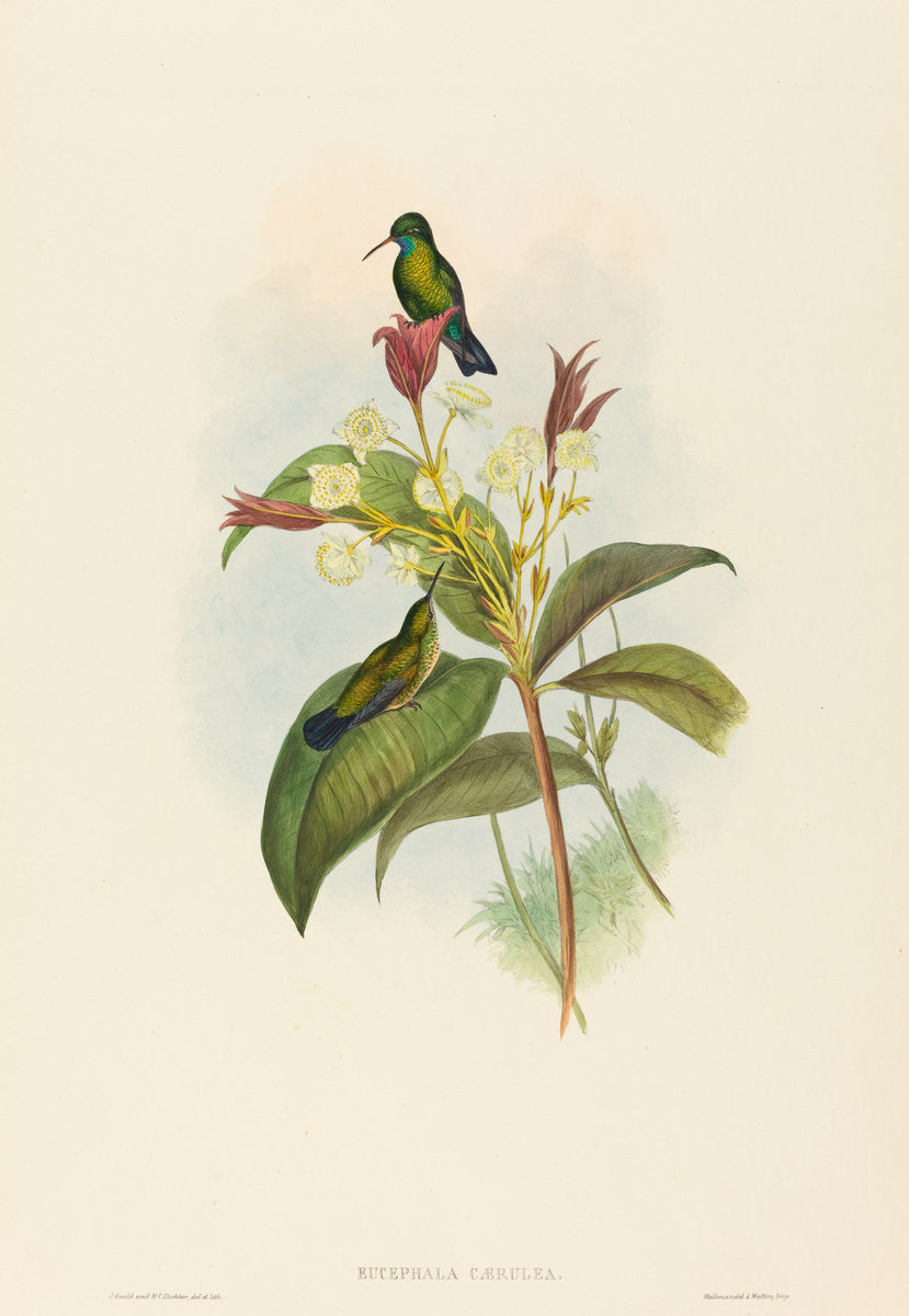 Eucephala caerulea (Blue-chinned Sapphire) by John Gould and H.C. Richter (British, 1804 - 1881), 16X12"(A3)Poster Print