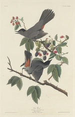 Cat Bird by Robert Havell after John James Audubon (American, 1793 - 1878), 16X12"(A3)Poster Print