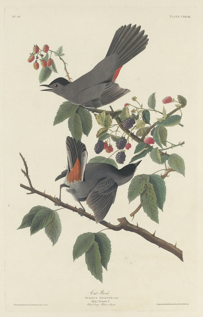 Cat Bird by Robert Havell after John James Audubon (American, 1793 - 1878), 16X12