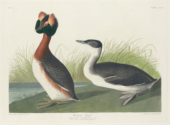 Horned Grebe by Robert Havell after John James Audubon (American, 1793 - 1878), 16X12