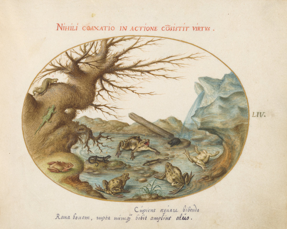 Animalia Qvadrvpedia et Reptilia (Terra): Plate LIV by Joris Hoefnagel (Flemish, 1542 - 1600), 16X12"(A3)Poster Print