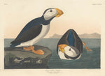 Large-billed Puffin by Robert Havell after John James Audubon (American, 1793 - 1878), 16X12"(A3)Poster Print