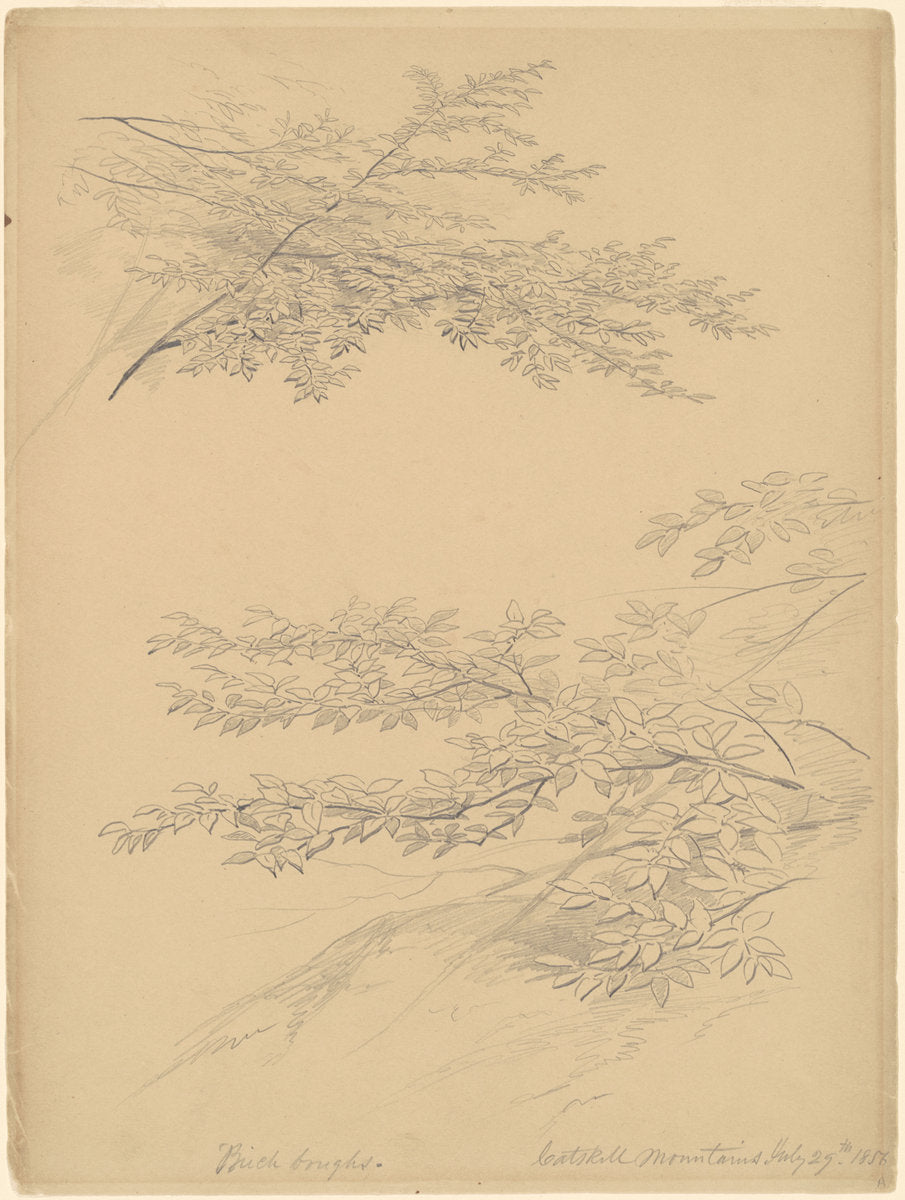 Birch Boughs, Catskill Mountains by John William Casilear (American, 1811 - 1893), 16X12"(A3)Poster Print
