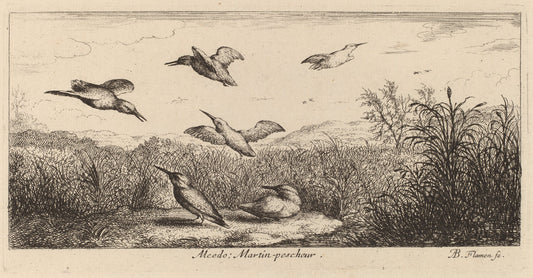 Alcedo, The Kingfisher by Albert Flamen (Flemish, c. 1620 - 1669 or after), 16X12"(A3)Poster Print