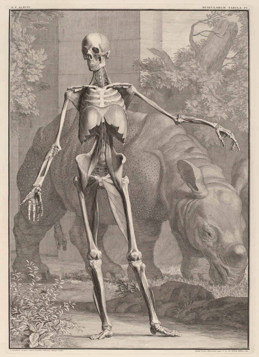 Musculorum Tabula IV by Jan Wandelaar (Dutch, 1690 - 1759), 16X12"(A3)Poster Print