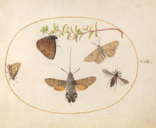 Animalia Rationalia et Insecta (Ignis):  Plate XXIII by Joris Hoefnagel (Flemish, 1542 - 1600), 16X12"(A3)Poster Print