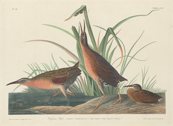 Virginia Rail by Robert Havell after John James Audubon (American, 1793 - 1878), 16X12"(A3)Poster Print